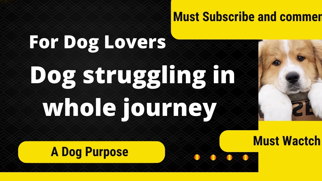 Story of Devoted Dog - Dogs in different situation behave in different way -Part 01