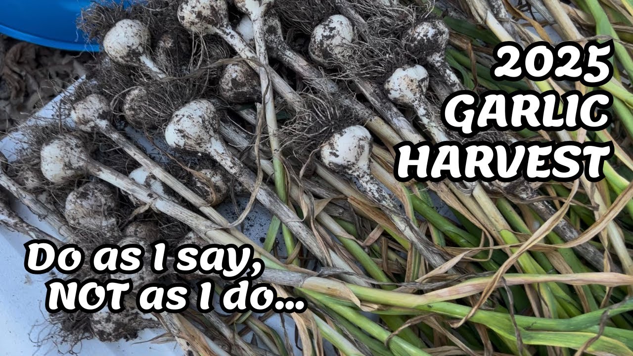 Garlic Harvest for 2025!