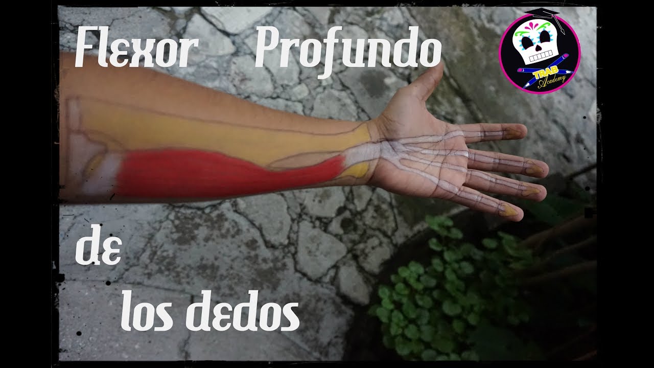 Flexor Profundo de los Dedos /Anatomía