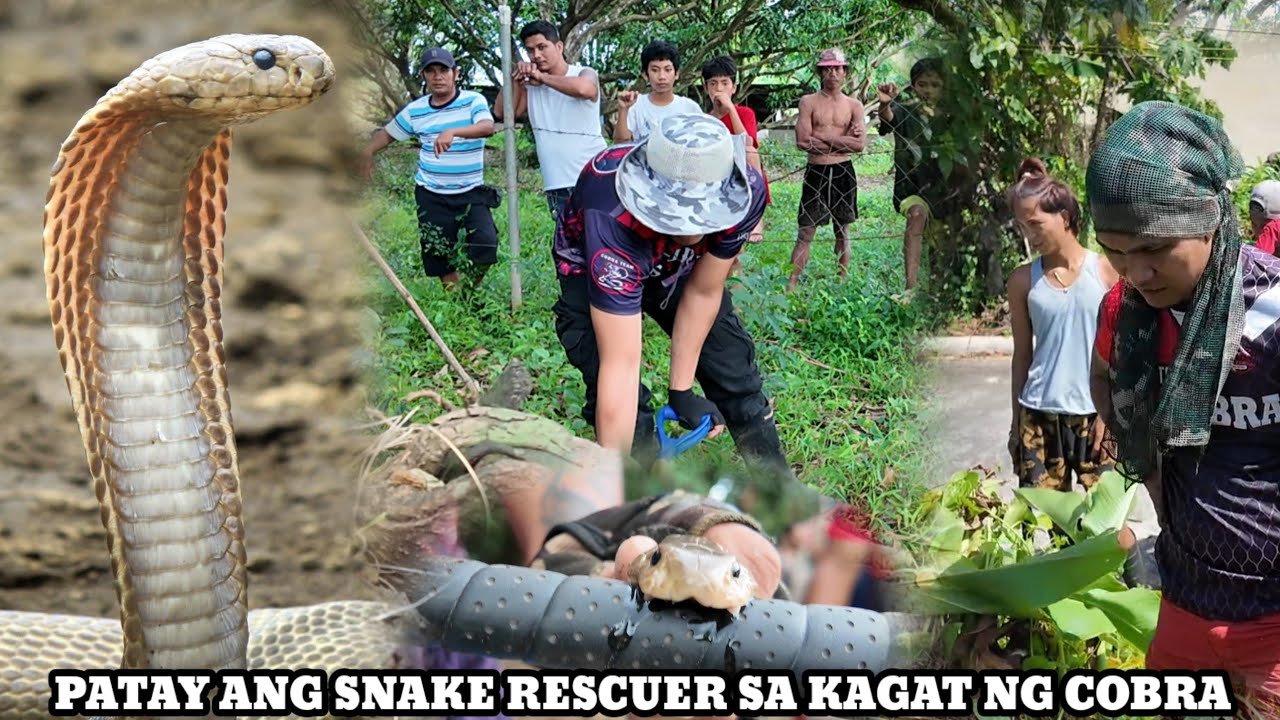 SNAKE RESCUER PATAY SA PAG HULI NG COBRA | ANG KWENTO NI TATAY...
