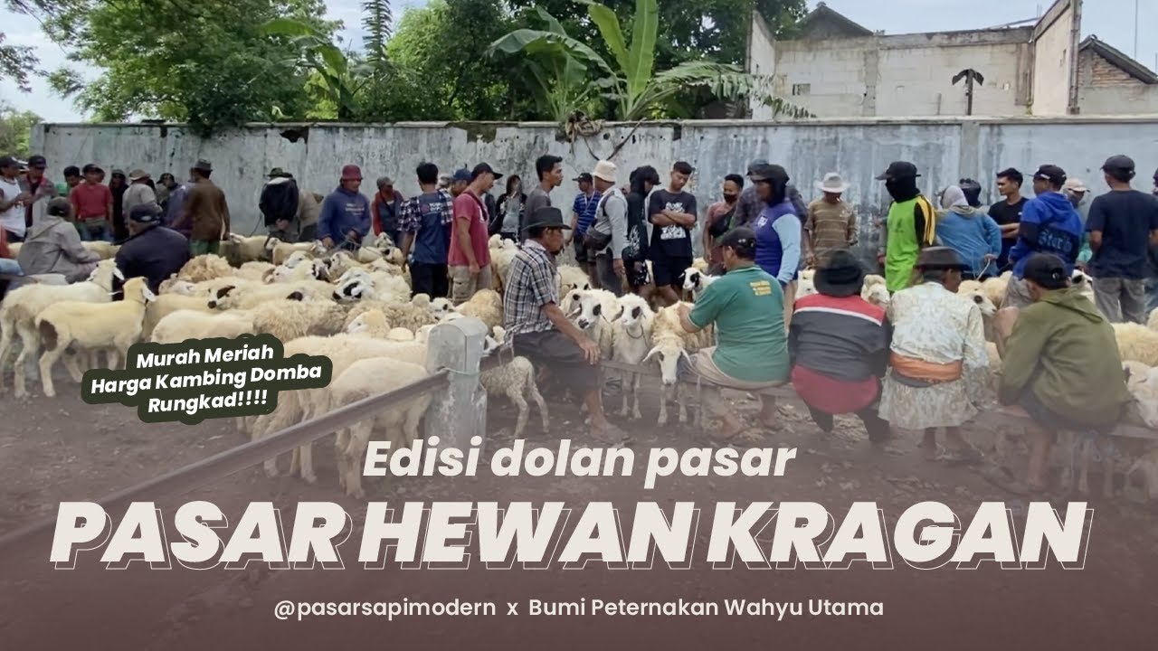 Harga Kambing Domba Hancur : Update Pasar Hewan Kragan