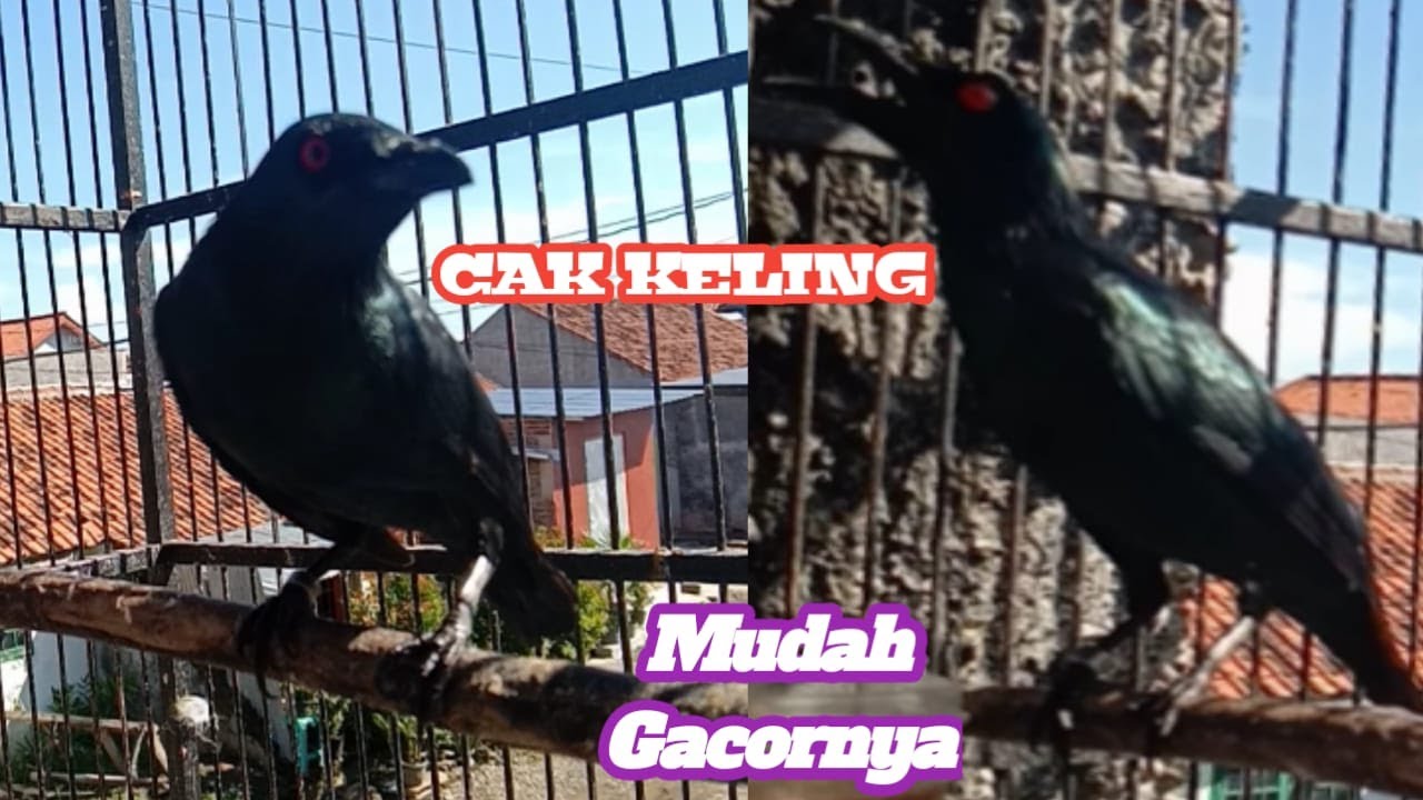 BURUNG CUCAK KELING Gacor & Teler