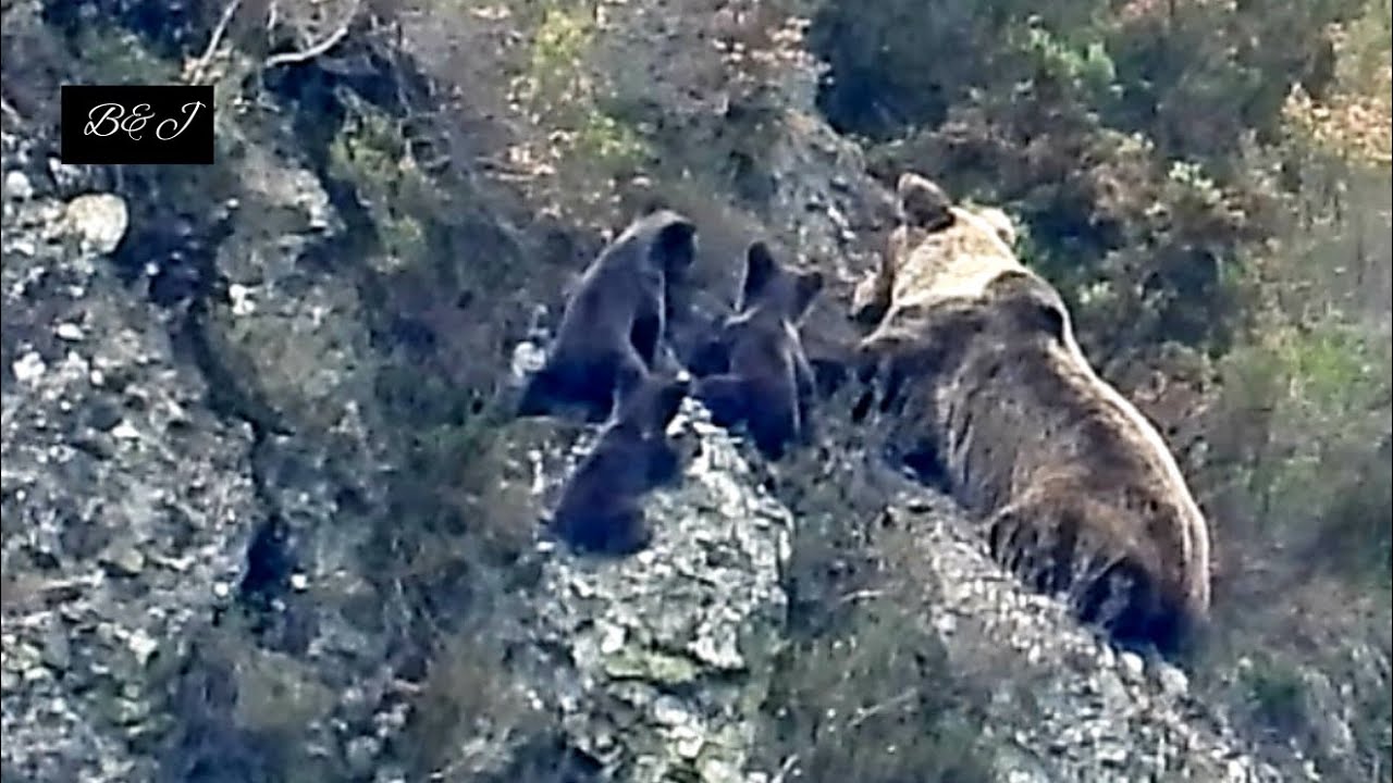 OSA DEFIENDE SUS CRIAS FRENTE AL ACOSO DE TRES MACHOS: ABRIL 2024. CORDILLERA CANTABRICA