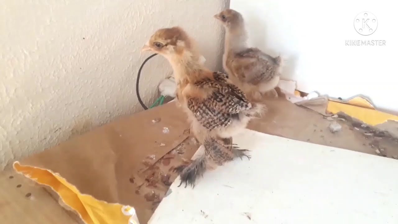 VOLTEI !!! TEMOS ALGUNS PINTOS DE BRAHMA  DISPONÍVEIS.