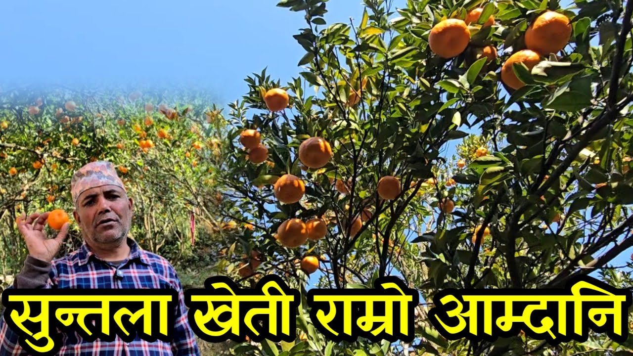 2036 साल देखि सुन्तला खेती गरेका भट्टराई काका ,सुन्तला बेचेरै चार लाख कमाउदै,agricultural farming