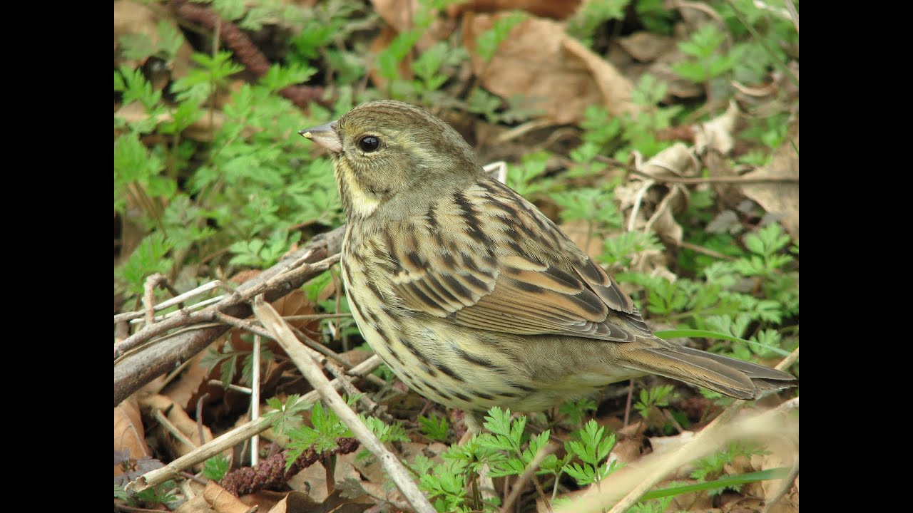 木の実をついばむ野鳥　あおじ