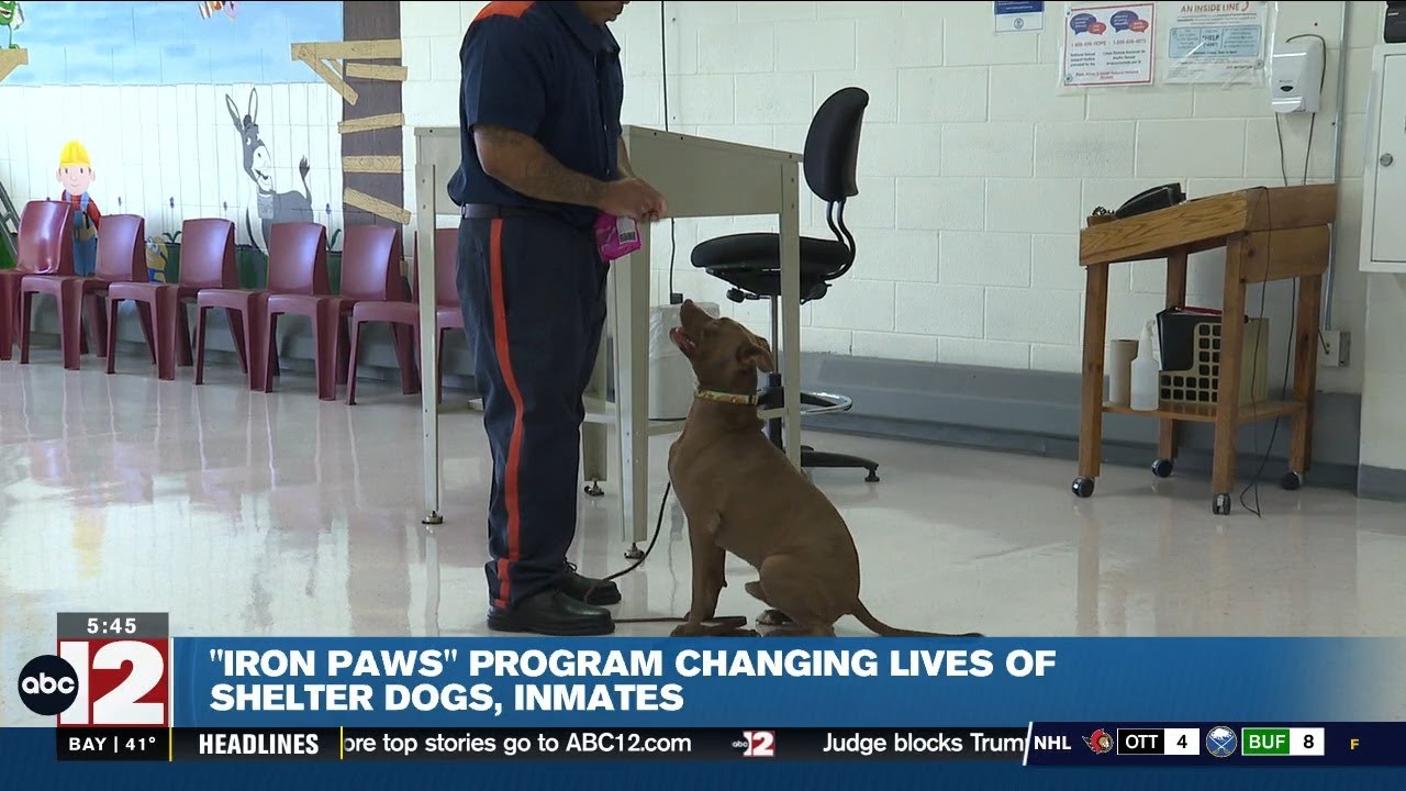 "Iron Paws" program changing lives of shelter dogs, inmates