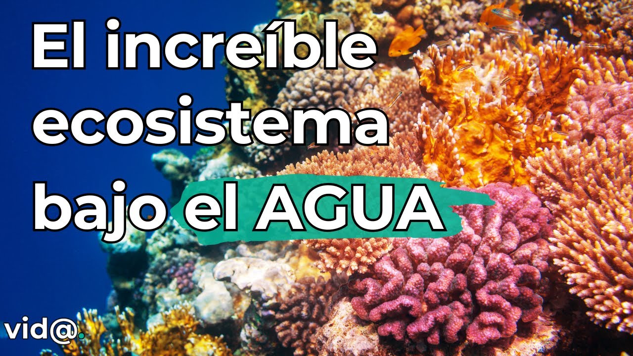 ¡Increíble! Descubre El Mundo de los Corales y Arrecifes Marinos  #naturaleza