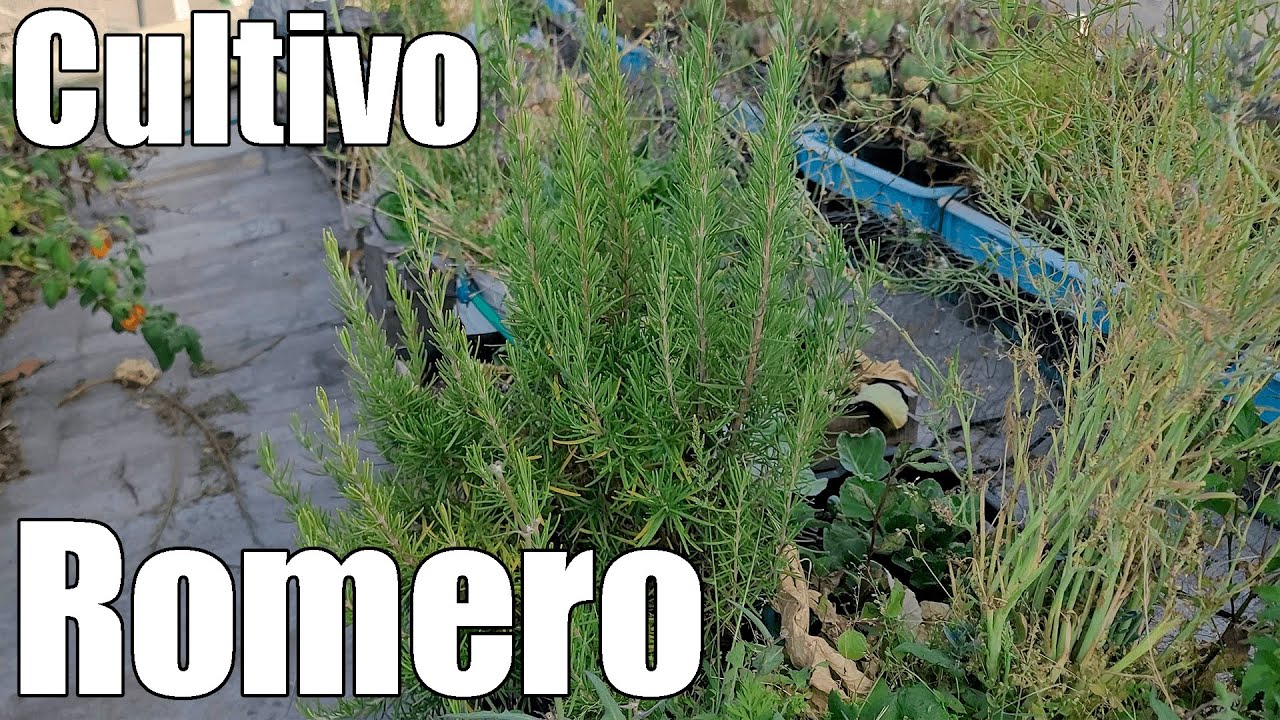Como SEMBRAR ROMERO Cultivo paso a paso ROMERO en MACETA || Bananafabric