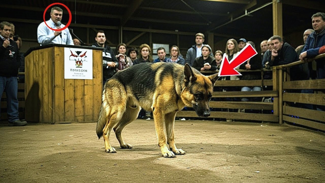 Nadie puja por el perro herido en la subasta; entonces, un desconocido silencioso levanta la mano…