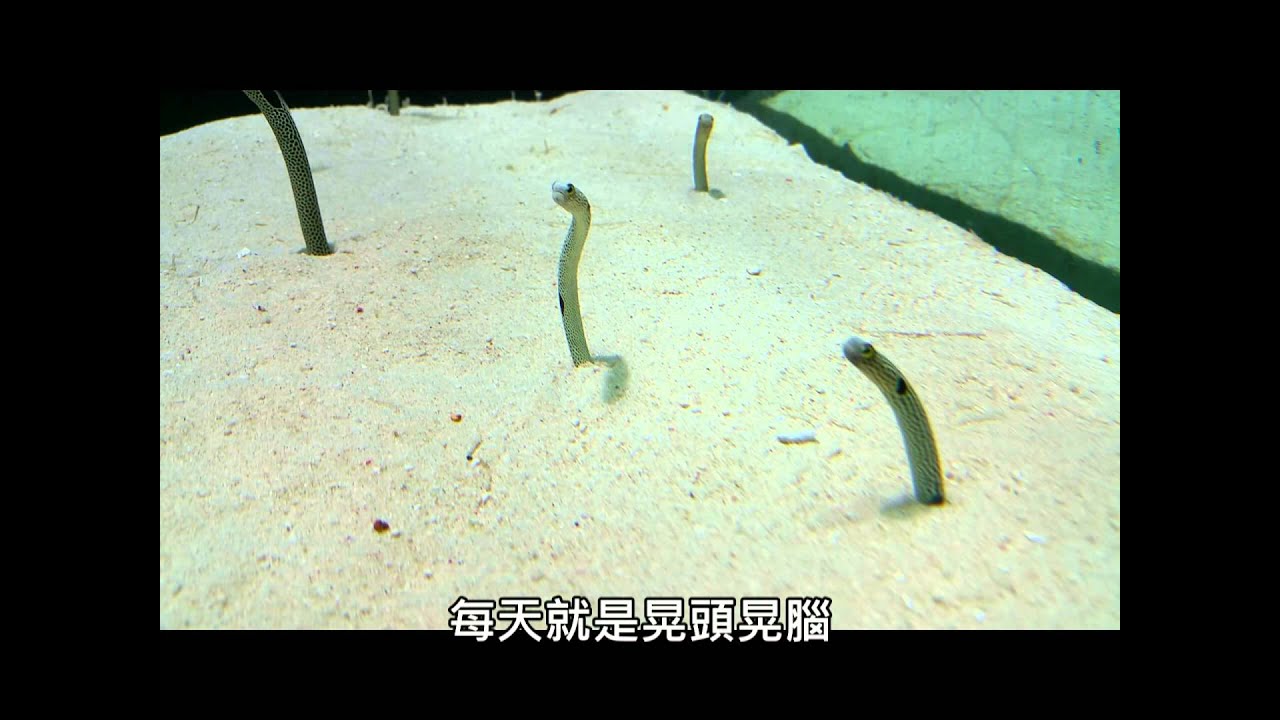 花園鰻入砂