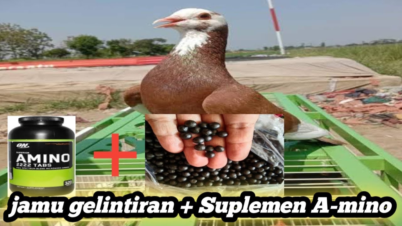 BOLEH GAK SIHH,!!!! (SUPLEMEN+JAMU),????