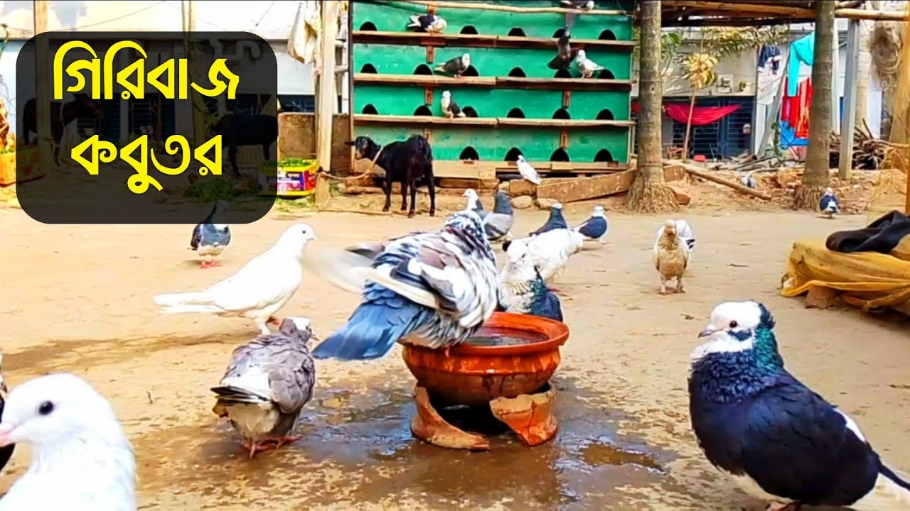 Beautiful pigeons video in the world | গিরিবাজ কবুতর | asian pigeons video | amazing pigeons video 