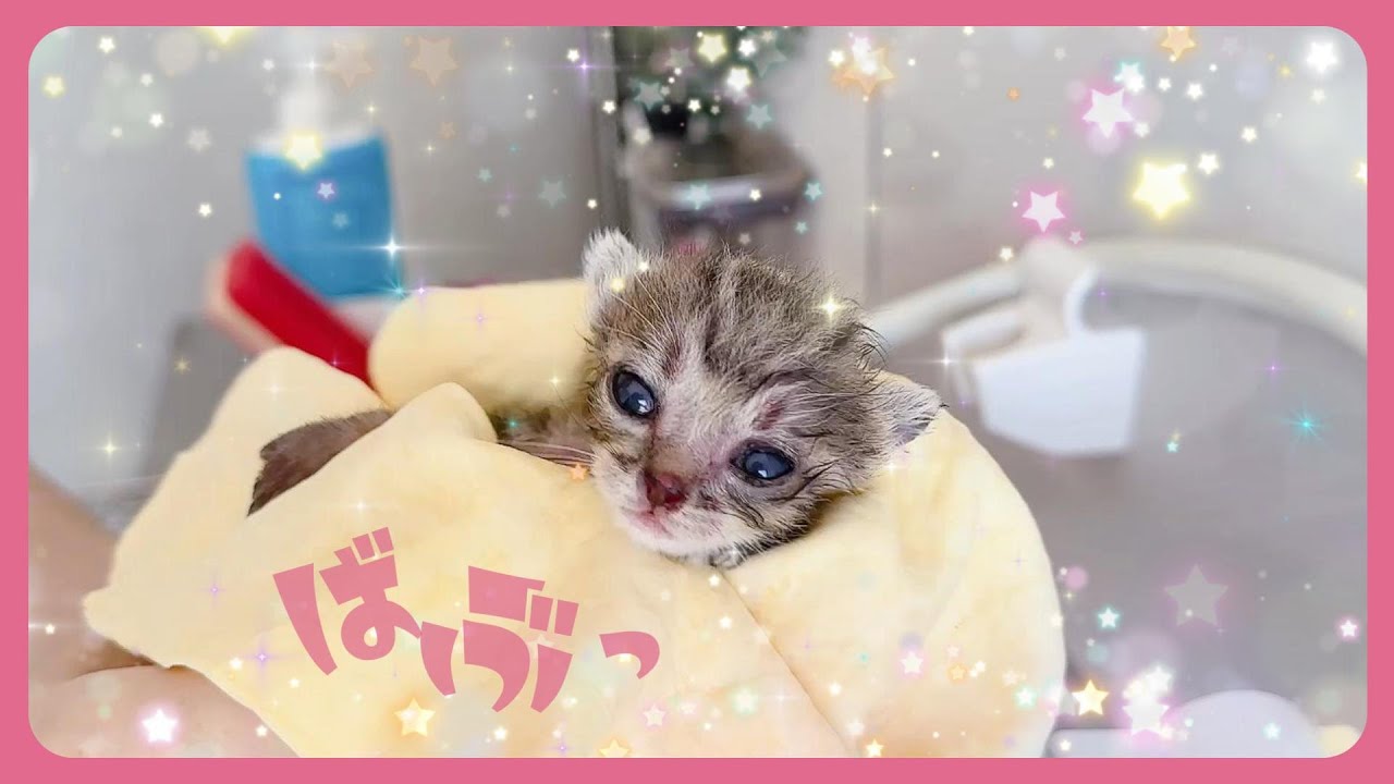 【子猫のお風呂】汚れていたのでシャンプーしらた洗った後の桶の中の水の色がなかなかだった【保護猫生活】