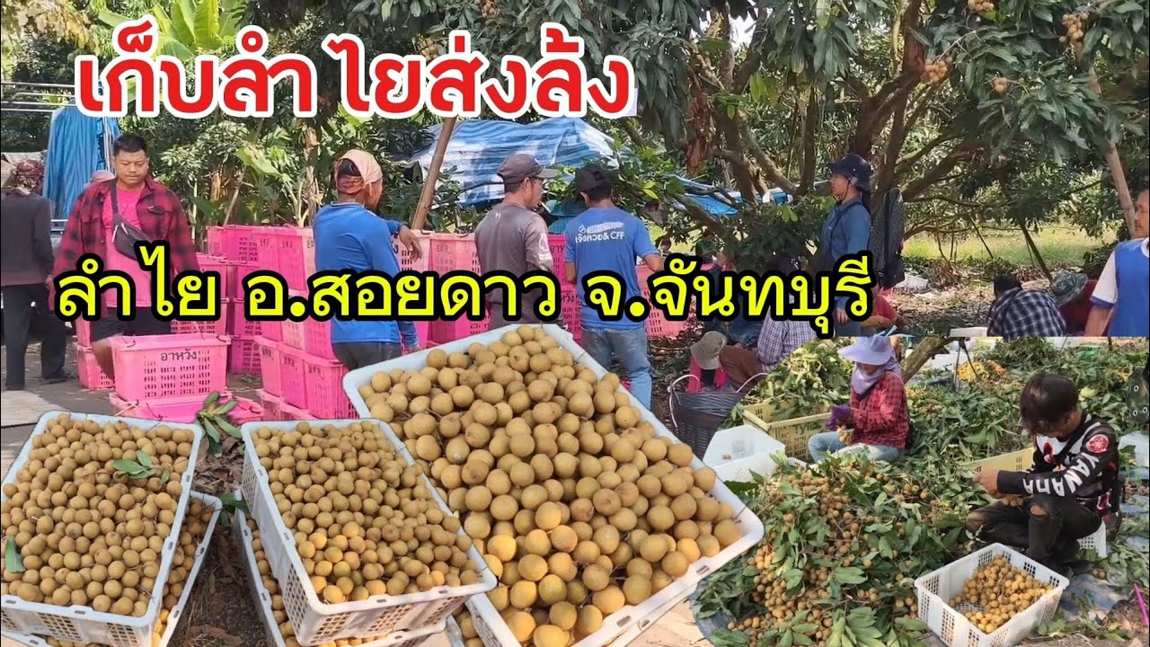 เก็บลำไยส่งล้ง ลำไย อ.สอยดาว จ.จันทบุรี 