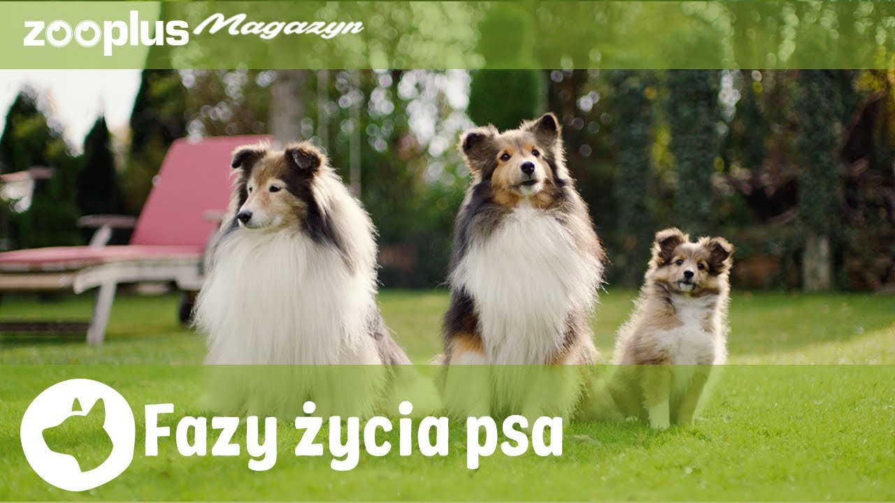 Od szczeniaka do seniora: Fazy życia psa | zooplus.pl