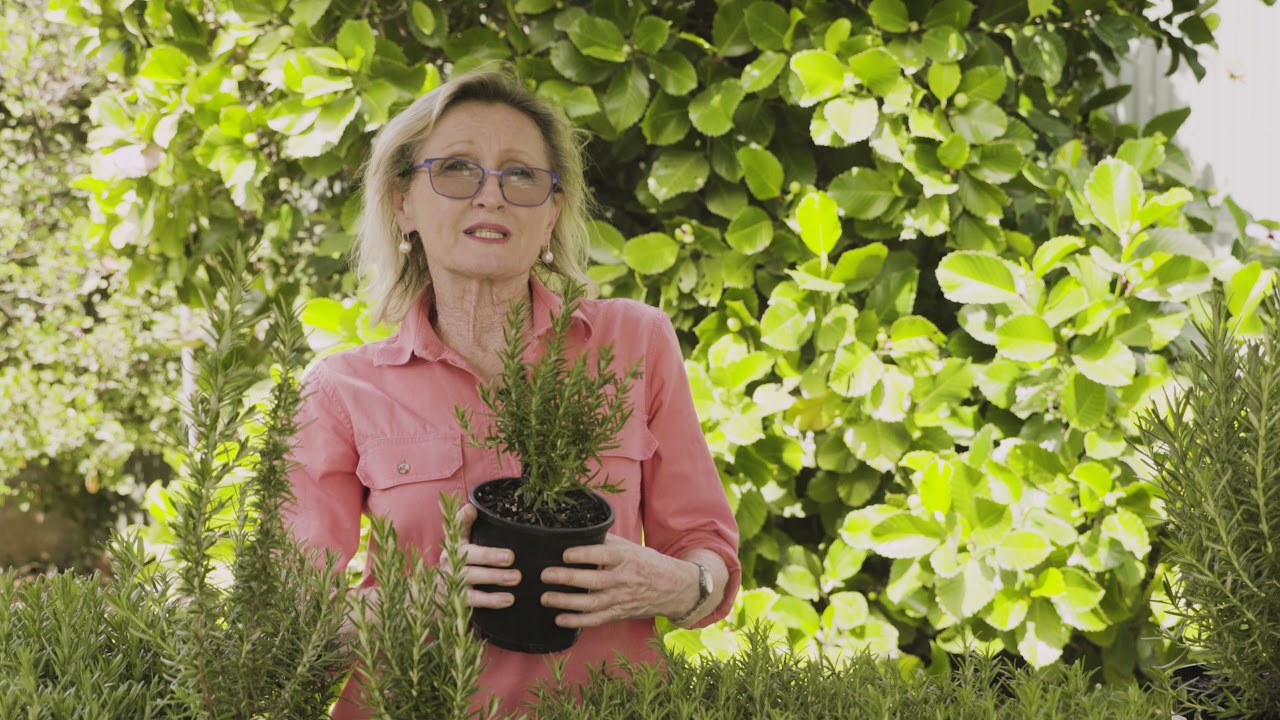 How to grow Rosemary in the Tropics