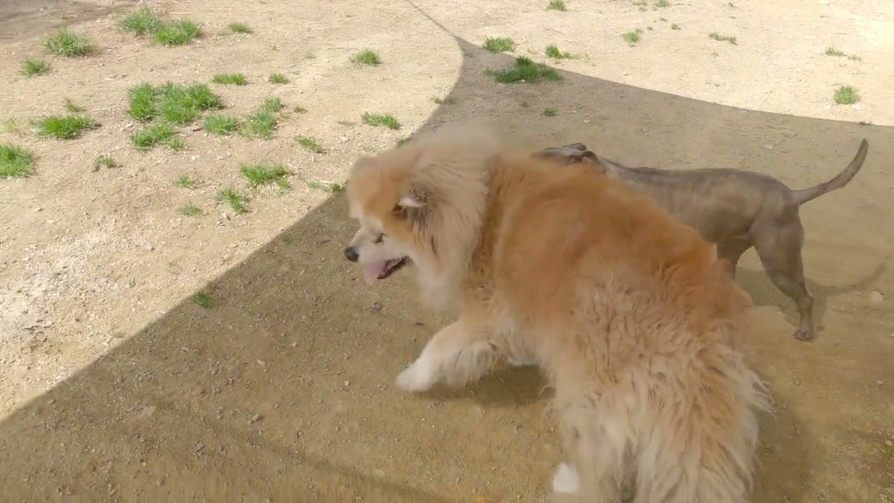 心優と大吉とワサビとピー