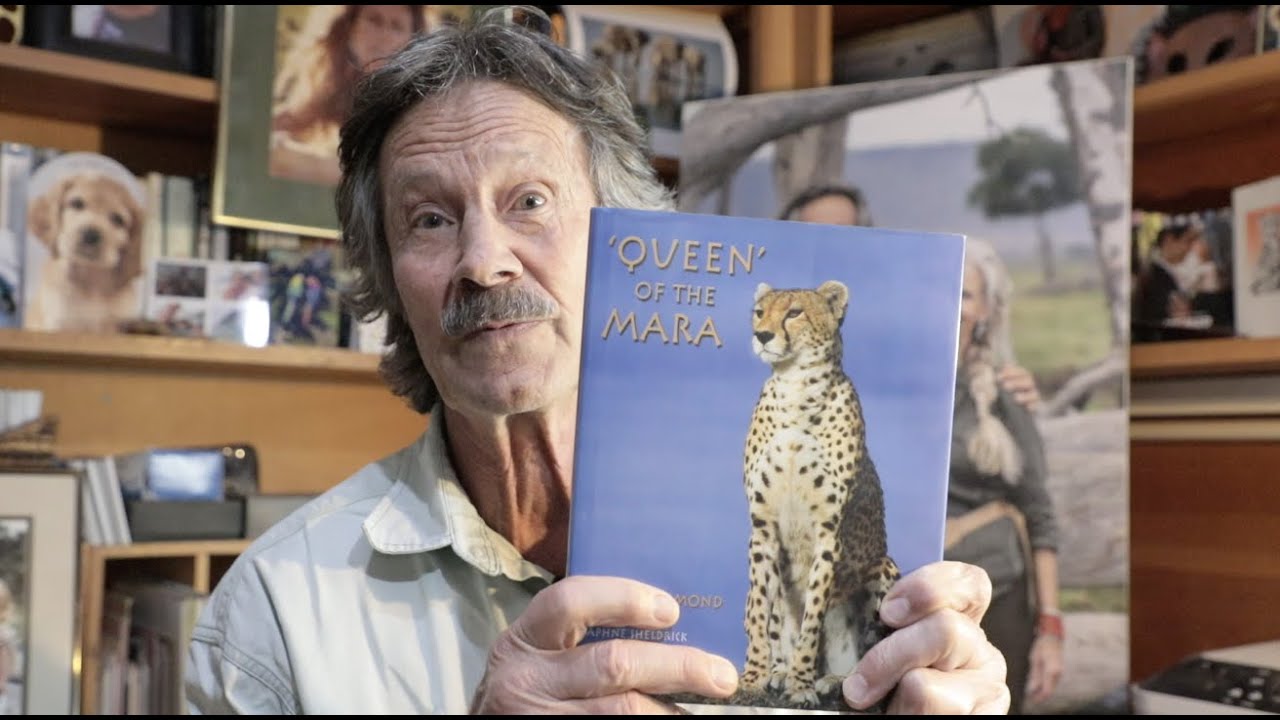 Cats on a Hot Tin Roof | The Way Forward