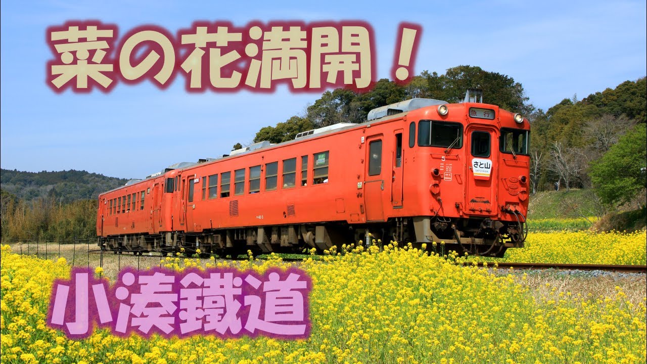 菜の花満開！　小湊鐵道