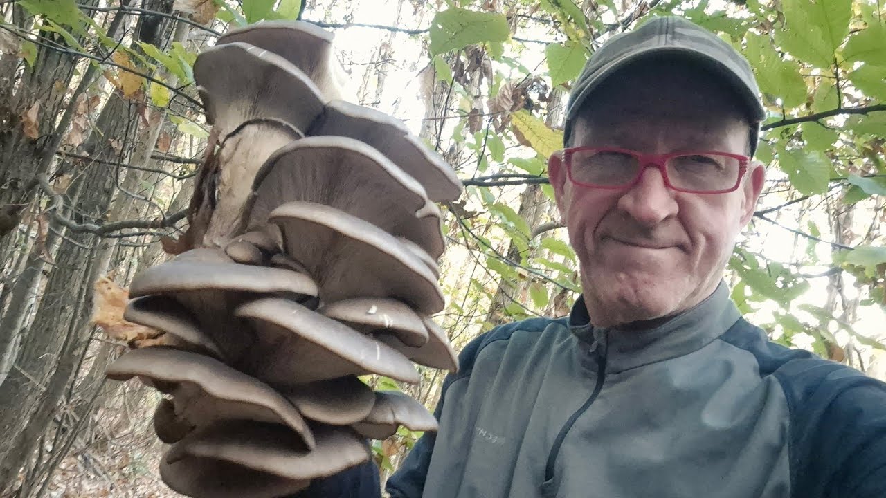 PLEUROTUS OSTREATUS DETTI ANCHE "ORECCHIETTE" NEL CASTAGNO 😎