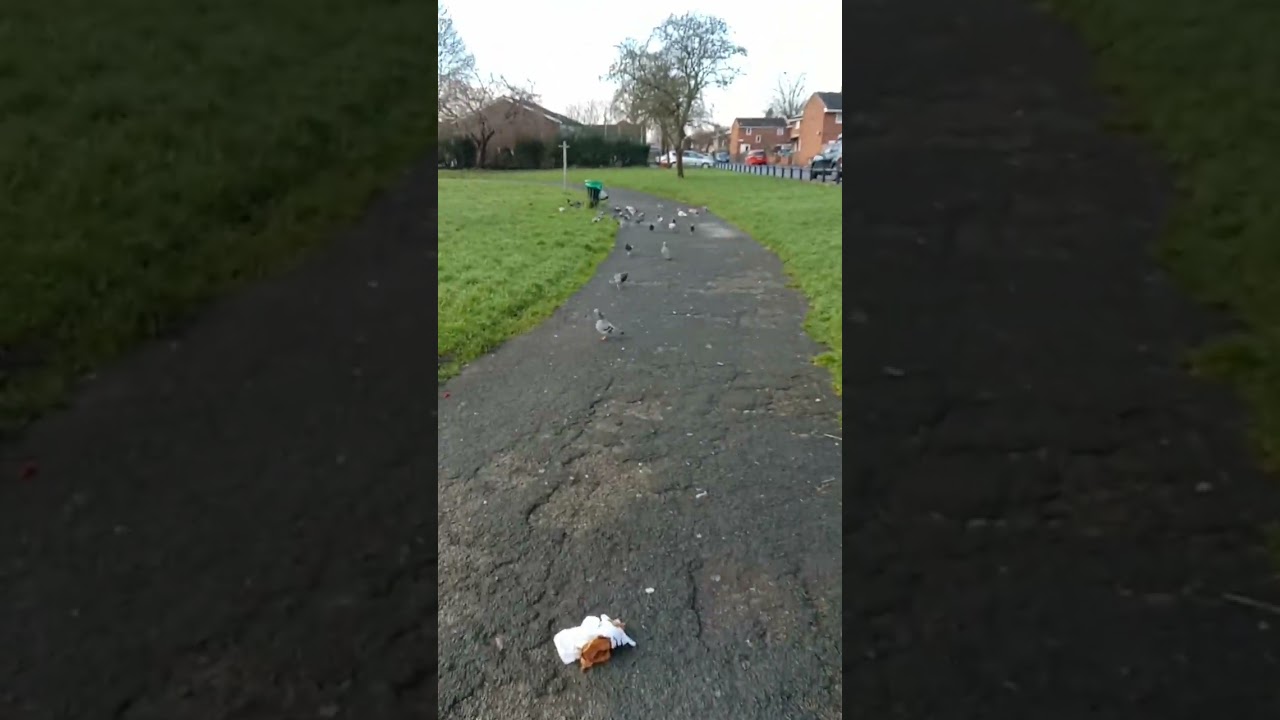 Pigeons Feeding in the Park: A Peaceful Reflection with Tasbih
