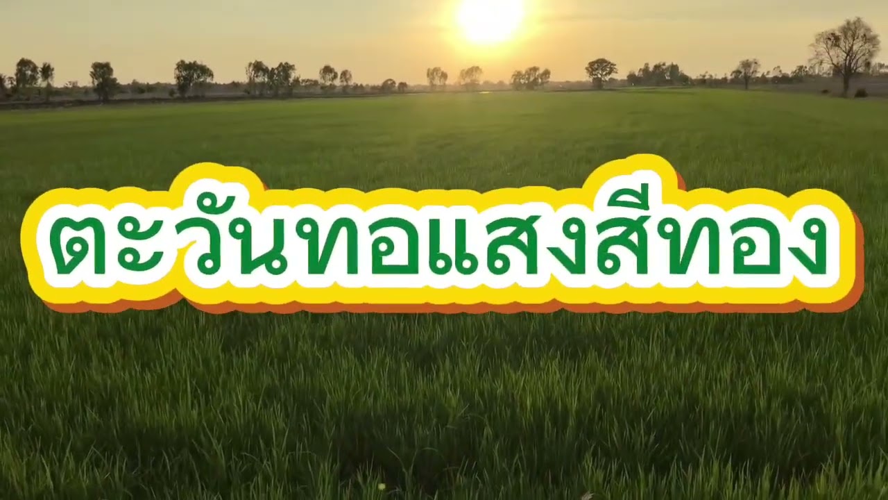 # Ep 253วันนี้พาไปดูข้าวนาปรัง#วิถีชาวบ้าน #วิวธรรมชาติ #ชมวิวสองข้างทาง#จุดเรื่มต้นคอกวัว