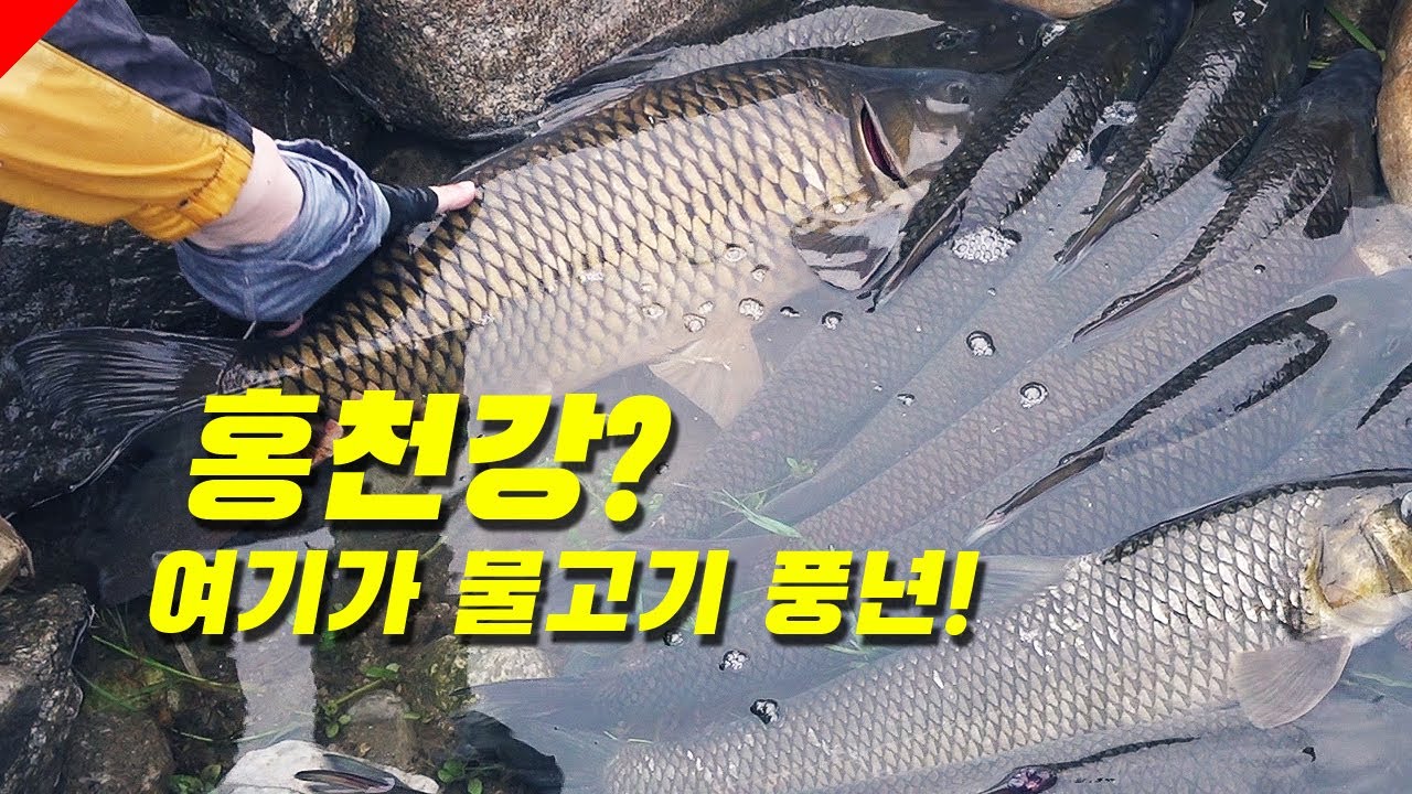 홍천강엔 어떤 물고기가 잡힐까?
