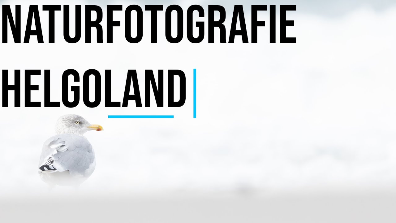 Helgoland | Vögel, Robben und Natur im Oktober