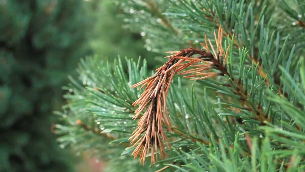 Diplodia Tip Blight in Christmas Trees
