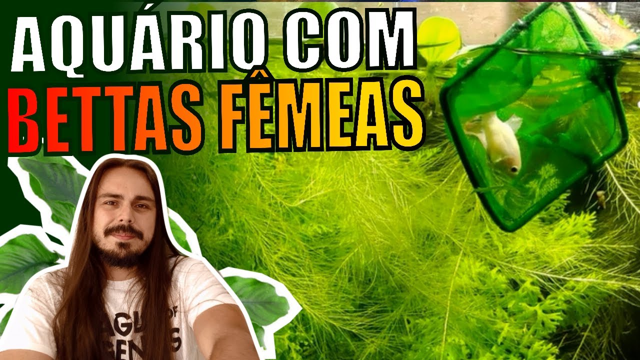 🔴MONTEI UM AQUÁRIO DE BETTAS FÊMEAS ( 100 LITROS PLANTADO ) |Mr. Betta|