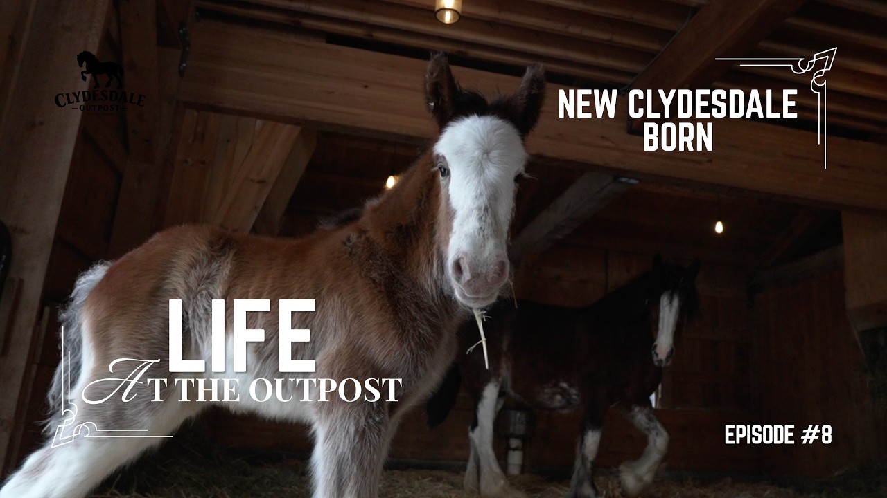 First Clydesdale Foal of the Year | Year of the Fire Horse at Clydesdale Outpost | | Ep  8