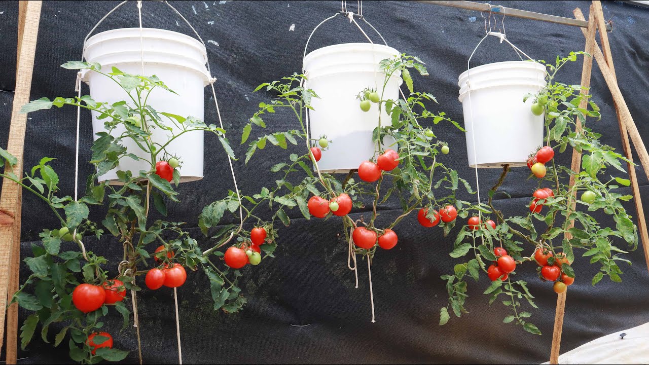 Amazing tomato growing ideas - Hanging upside down tomatoes - Hanging tomato garden