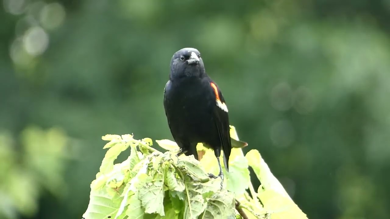 Red - Winged Blackbird on the Towpath Trail. 7/8/2025 @mattmathias2119