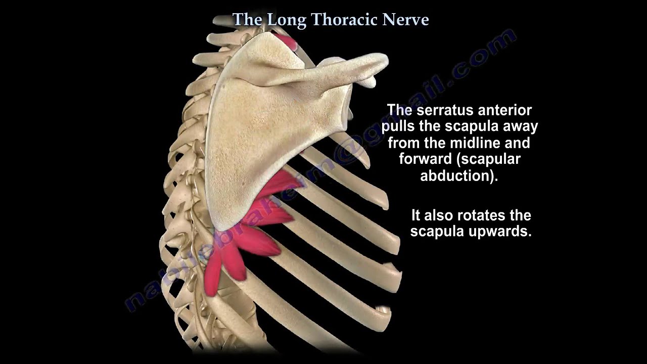 Long Thoracic Nerve and Medial Scapular Winging: Anatomy, Injury, Diagnosis, and Treatment