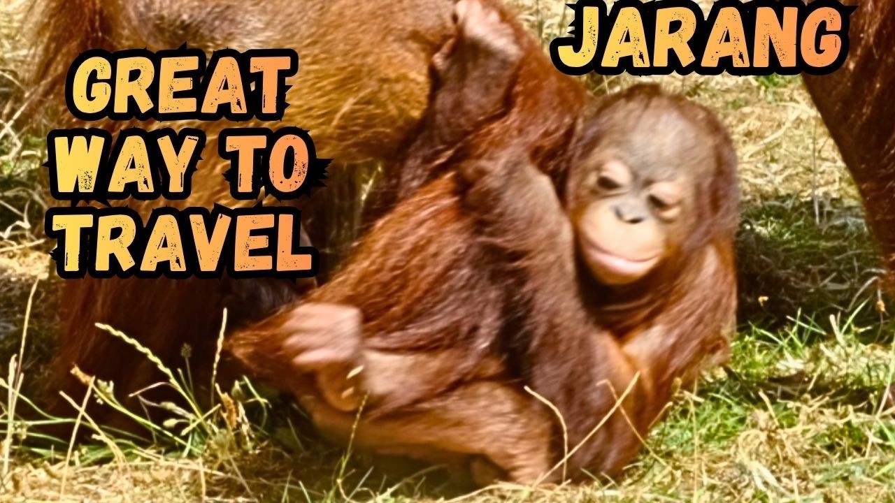 Mom Orangutan Feeds With Baby On Her Foot