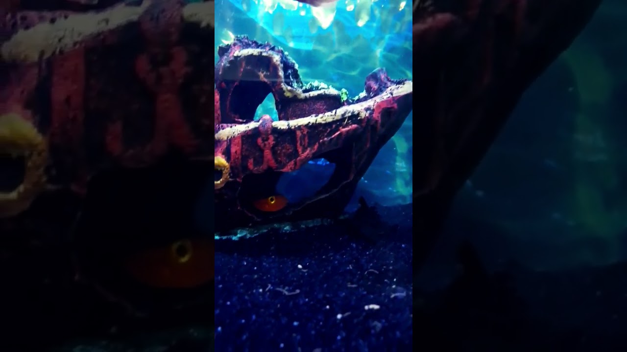 new fish add my oscar tank// parrot fish 