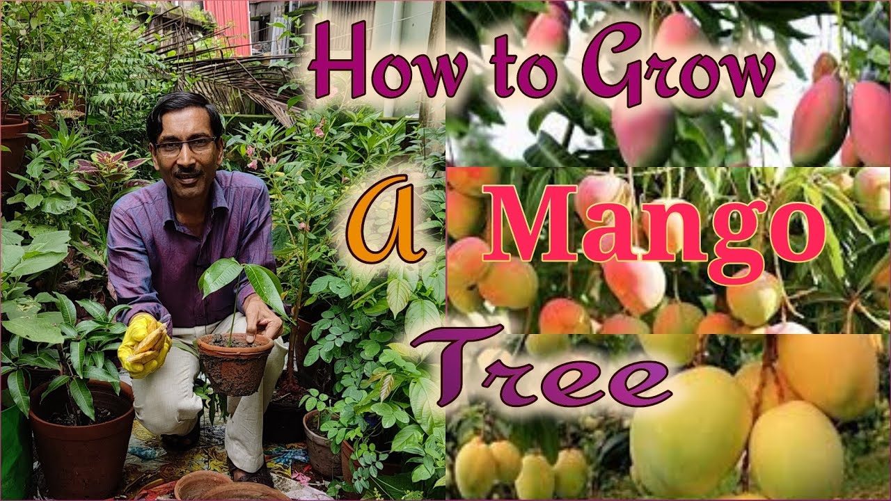 How to Grow Mango Tree from Seeds at home. Start Mango Tree from Seeds
