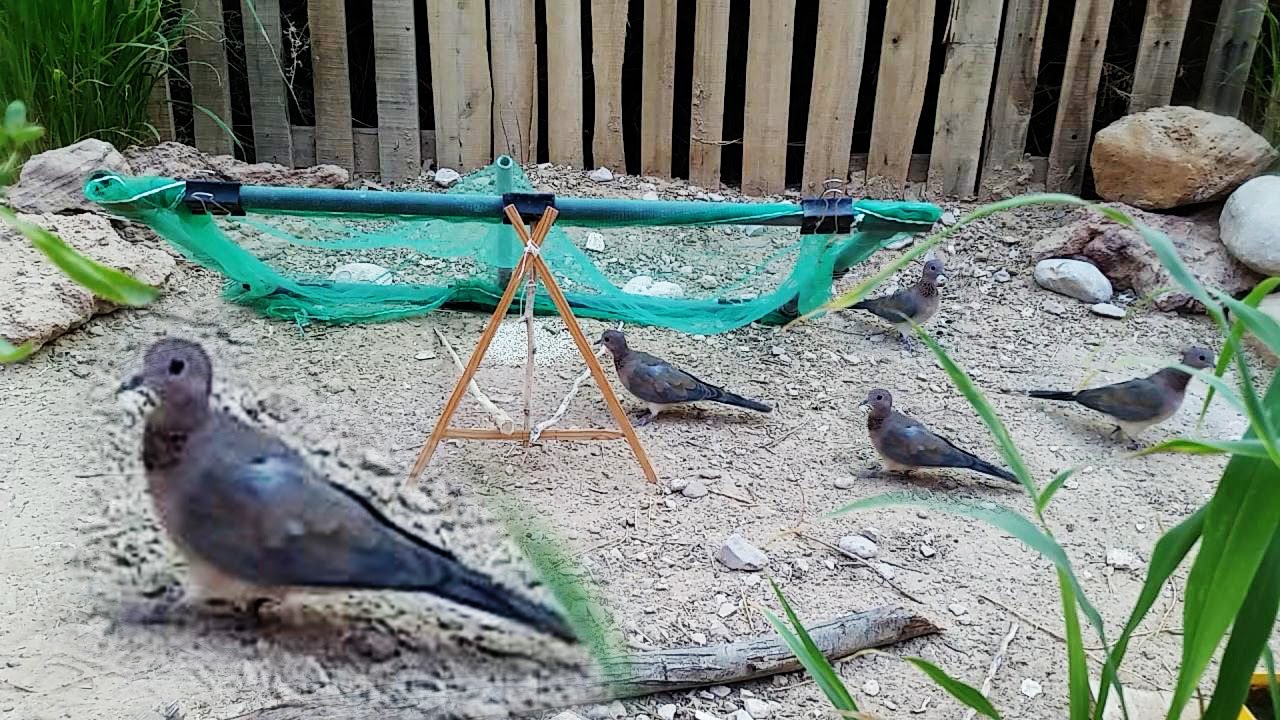 مصيدة لصيد اليمامة ( حمامة النخيل ) رووووعة 😁😎🕊