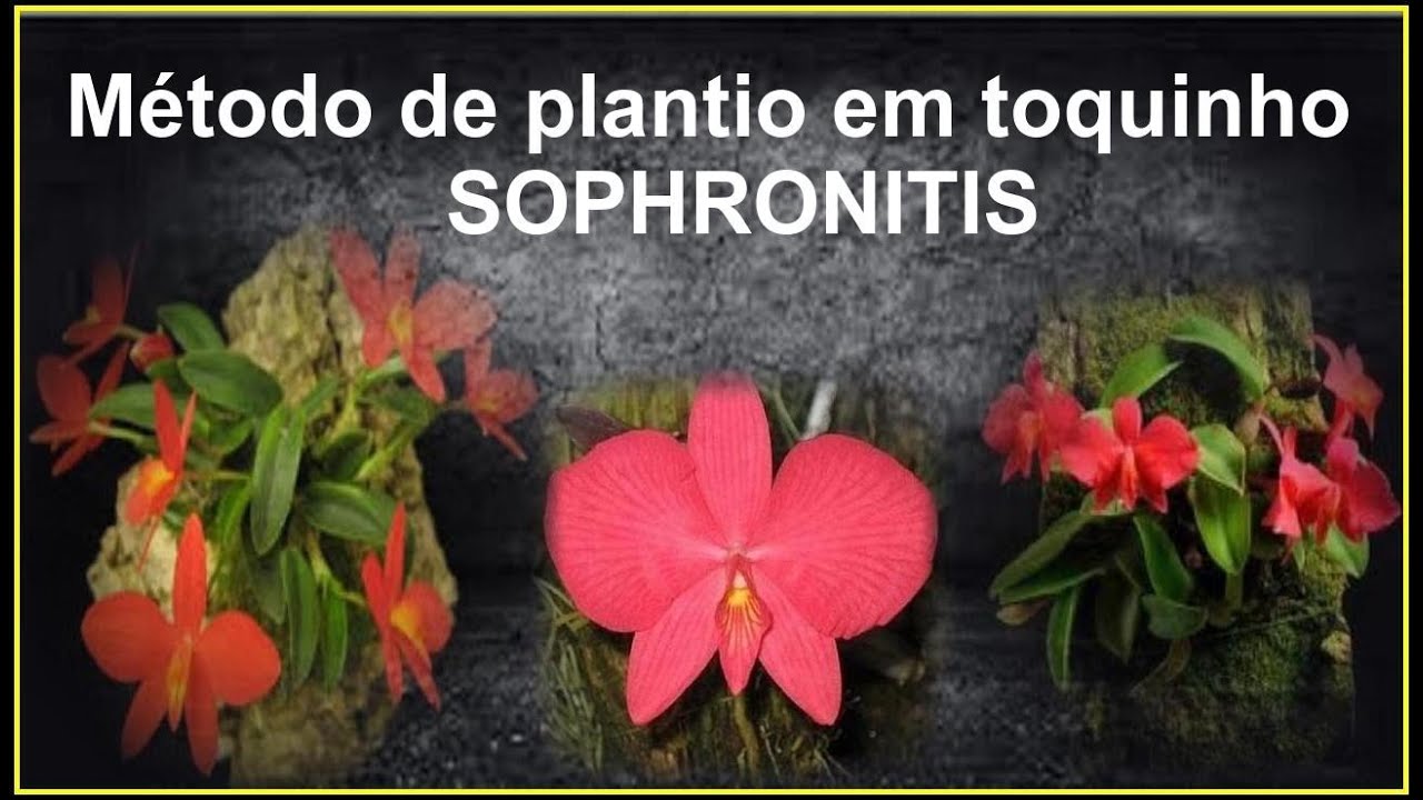 Método fácil de plantio em toquinho (SOPHRONITIS)