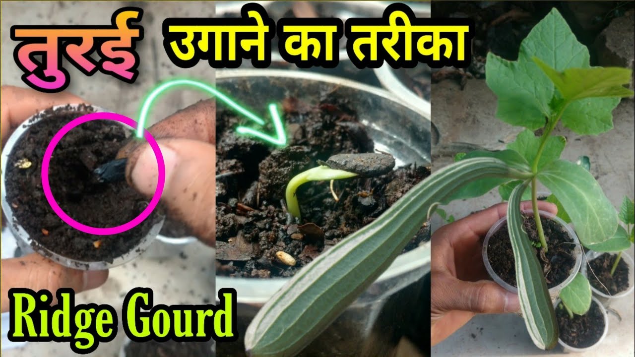 Easy way to grow RIDGE GOURD from seeds | तुरई को उगाने का आसान तरीका | How to grow ridge gourd