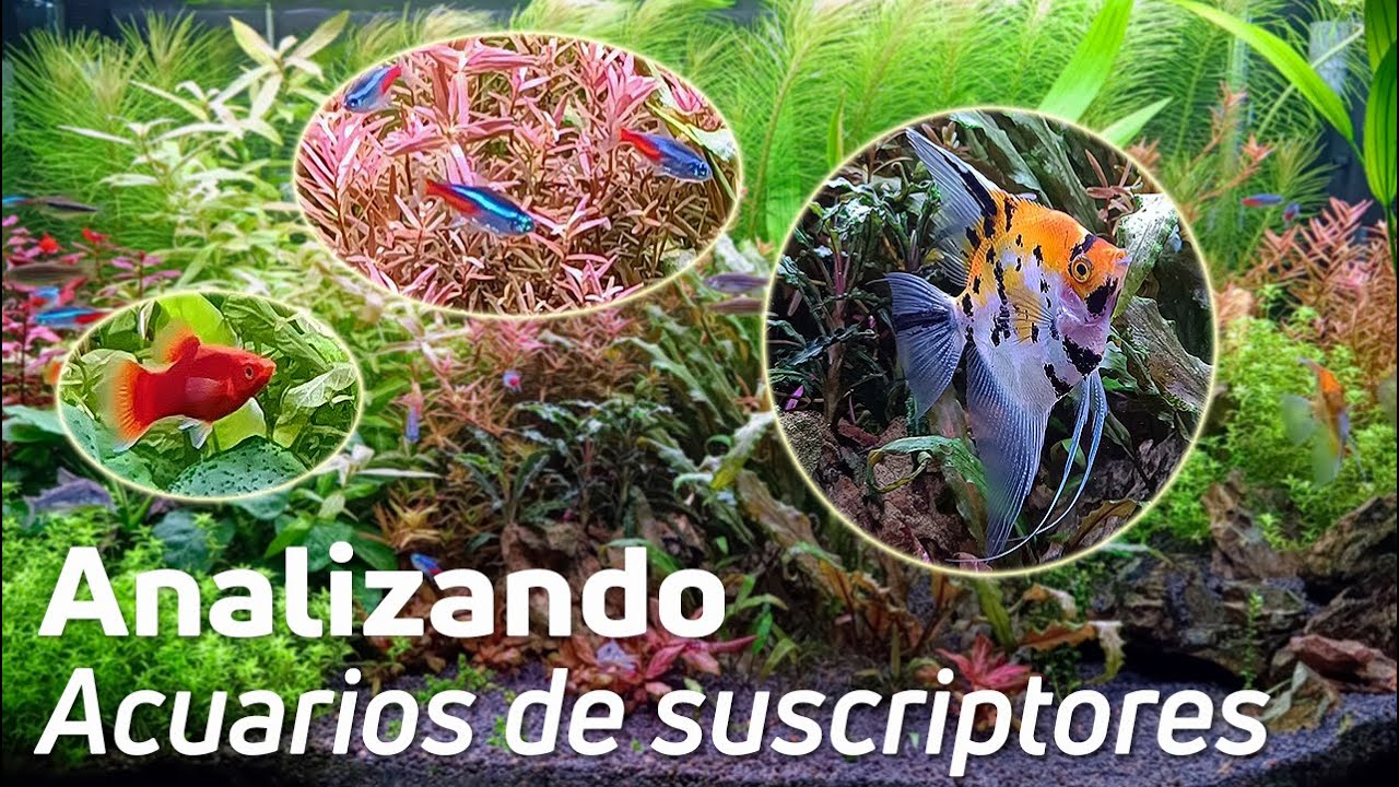 🕵️ Acuarios de Suscriptores Nº46: Aprende a escoger las especies correctas