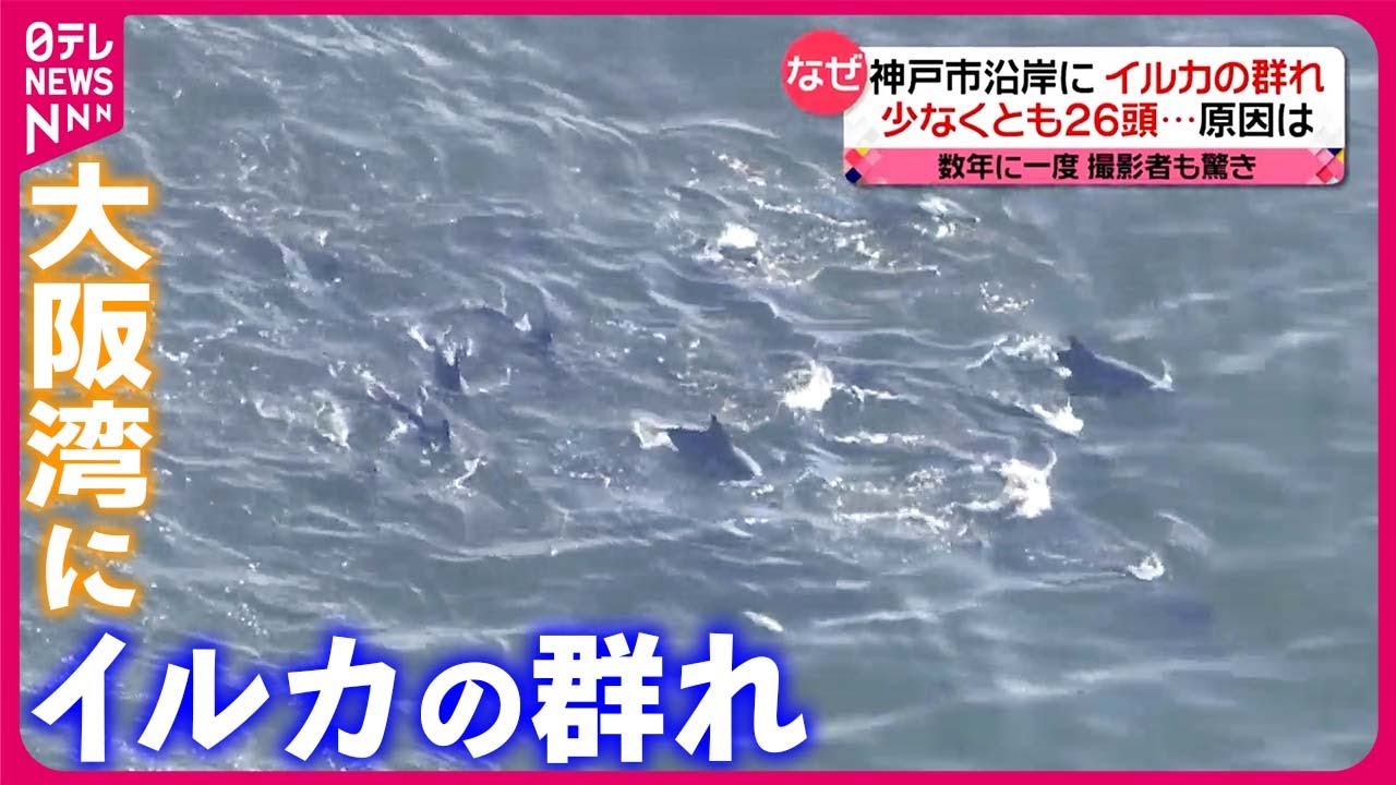 【少なくとも26頭】神戸市沿岸にイルカの群れ  大阪湾で“数年に一度”は…