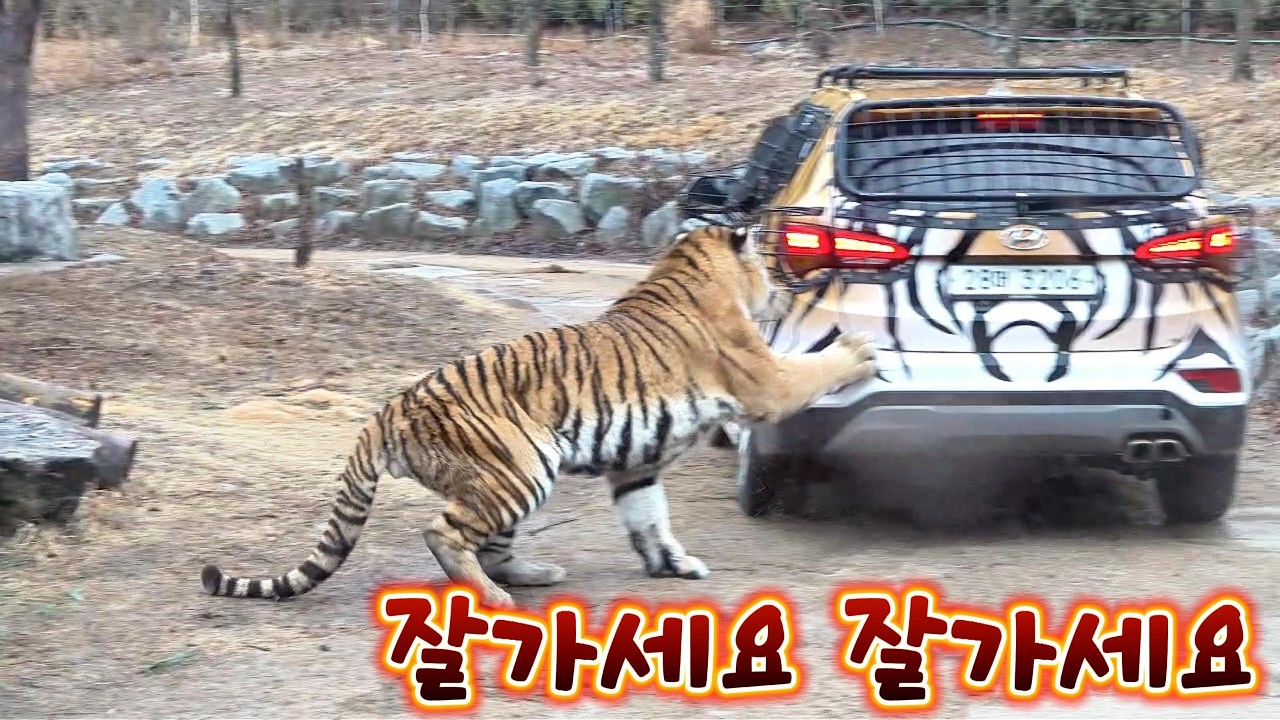 잘가세요 잘가세요(2026 03 18)(봉화sun)(호랑이숲)
