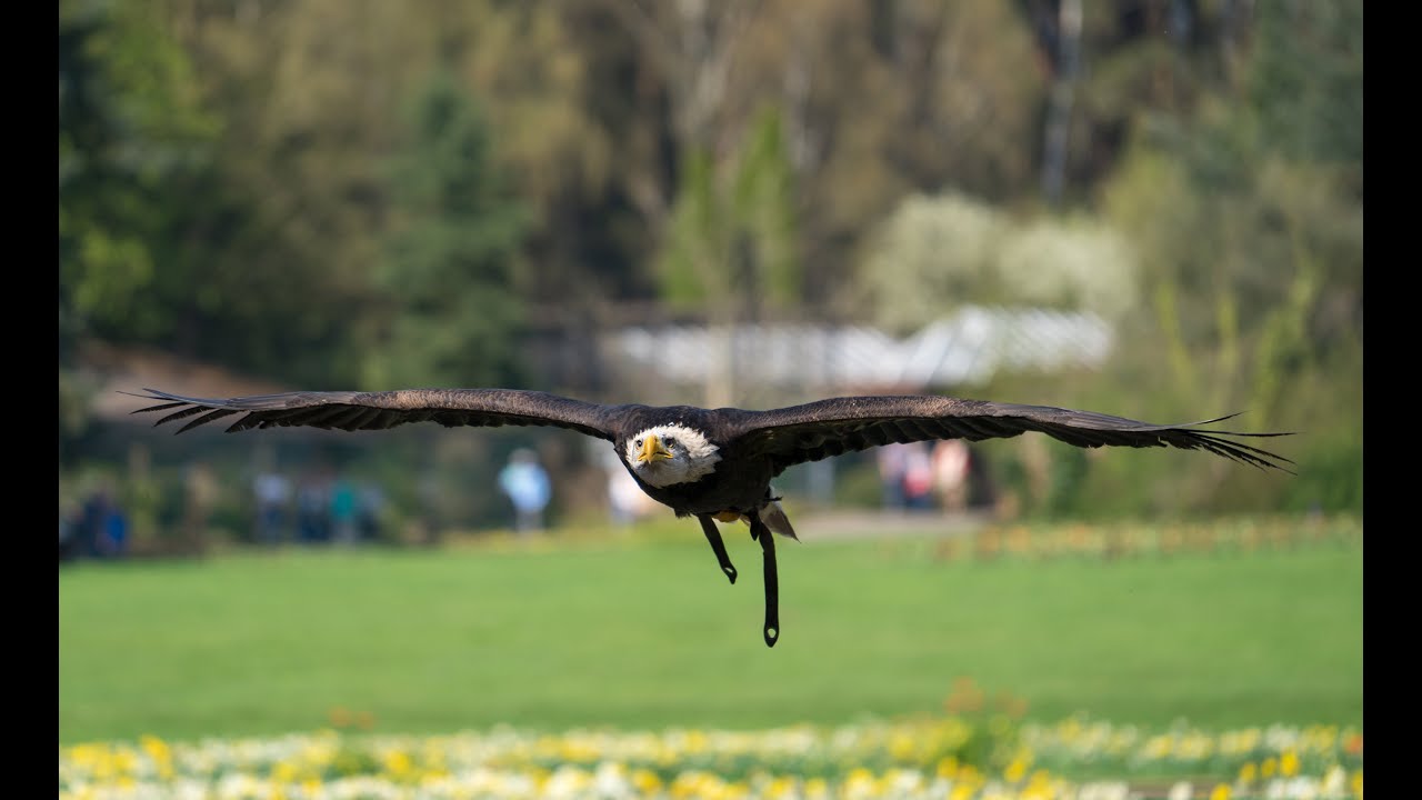 Flugshow per Stream von hier zu dir!