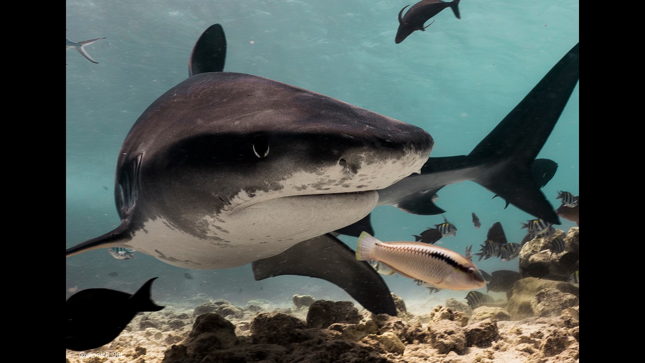 Maldives close shark encounters Vlog 4k
