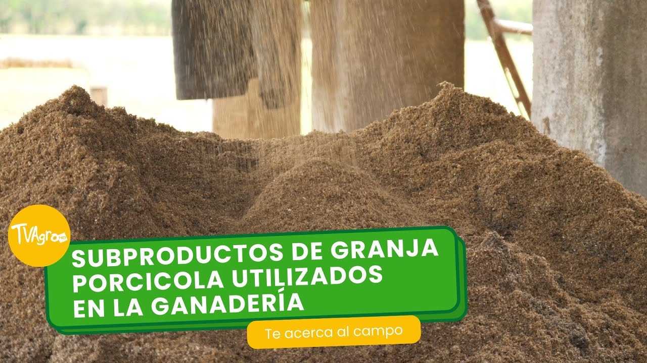 Subproductos de granja porcicola utilizados en la ganadería- TvAgro por Juan Gonzalo Angel Restrepo