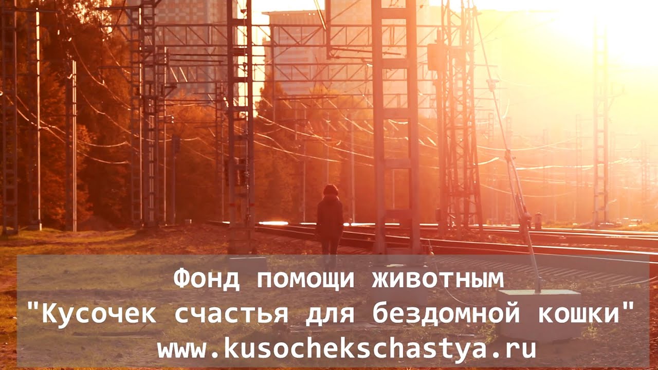 Кусочек счастья для бездомной кошки