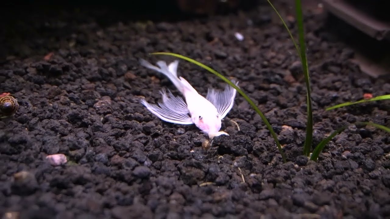 New Longfin Snow White Breeding Stock | Live fish unboxings