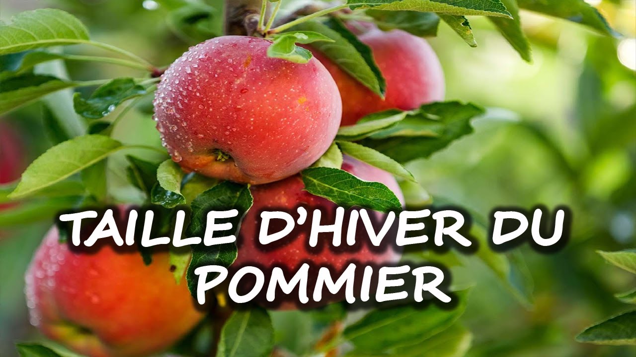 Taille d'hiver du Pommier